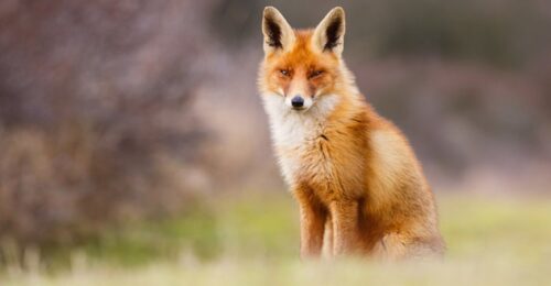 Komunikat o jesiennej akcji szczepienia lisów przeciwko wściekliźnie w województwie podkarpackim
