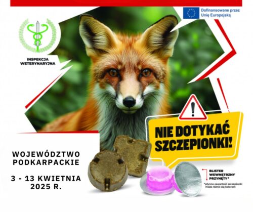 Wiosenna Akcja Szczepienia Lisów w Województwie Podkarpackim